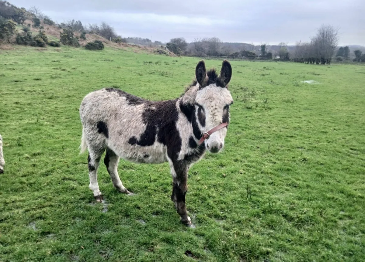 Gelding Donkeys - Image 3
