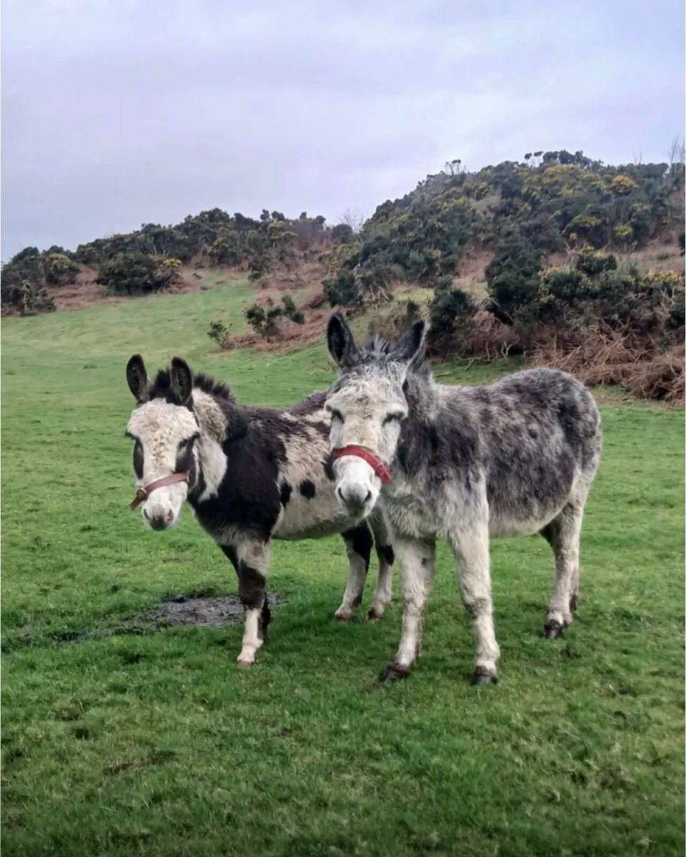 Gelding Donkeys - Image 4