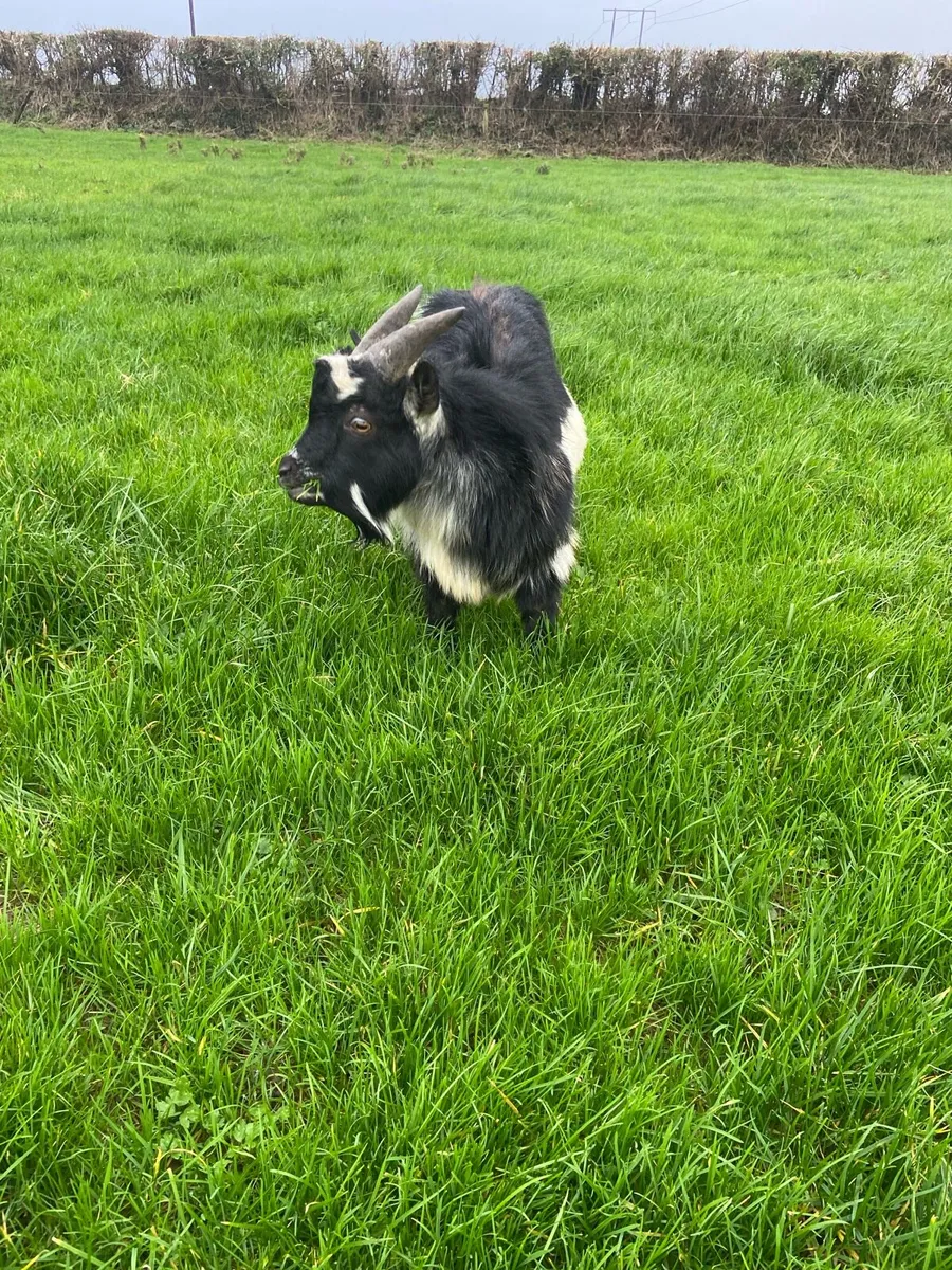 Pygmy puck - Image 1