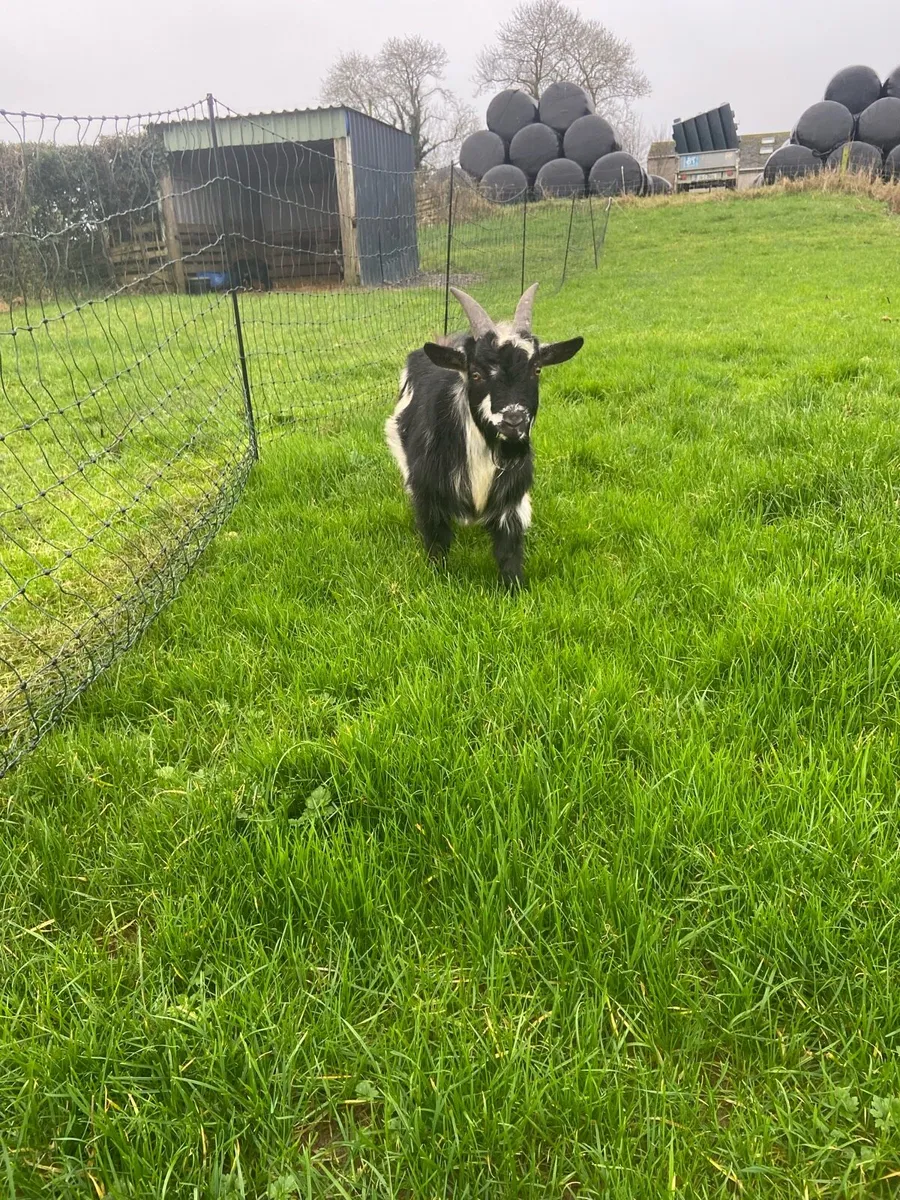 Pygmy puck - Image 2