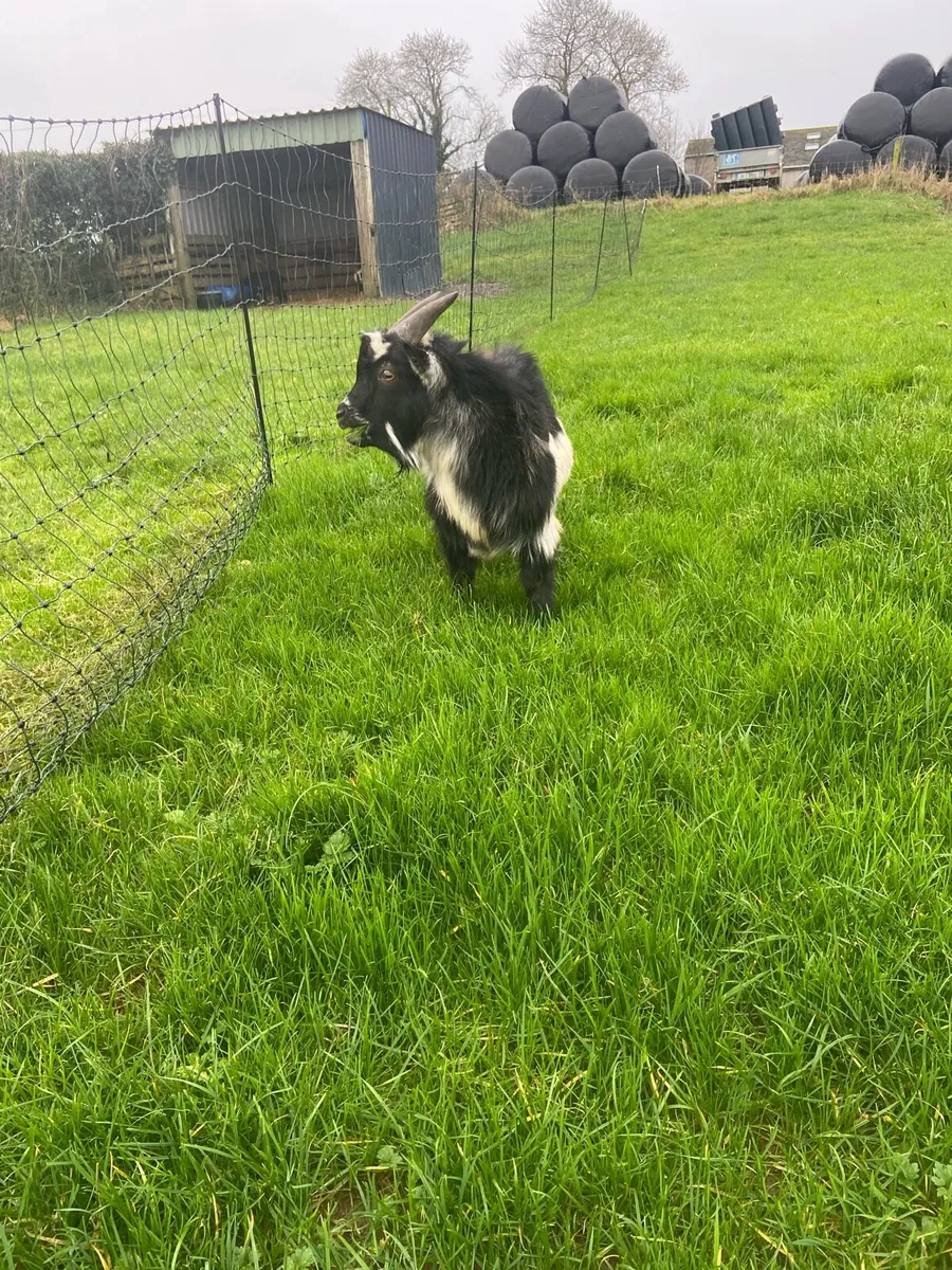 Pygmy puck - Image 3