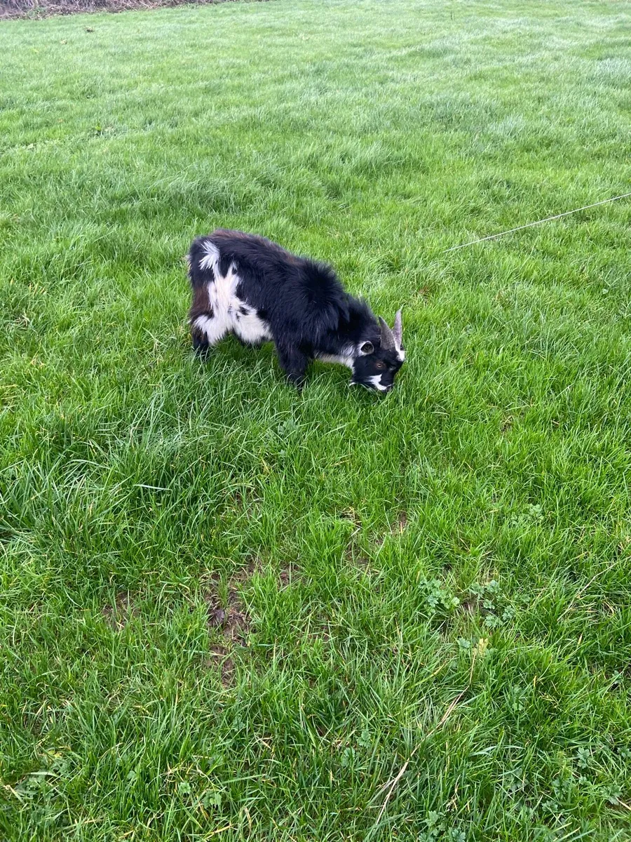 Pygmy puck - Image 4