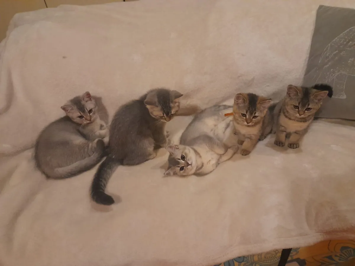 Purebred British Shorthair kittens - Image 1