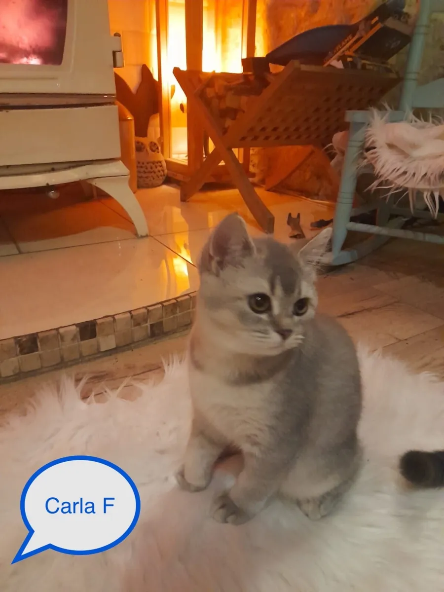 Purebred British Shorthair kittens - Image 2