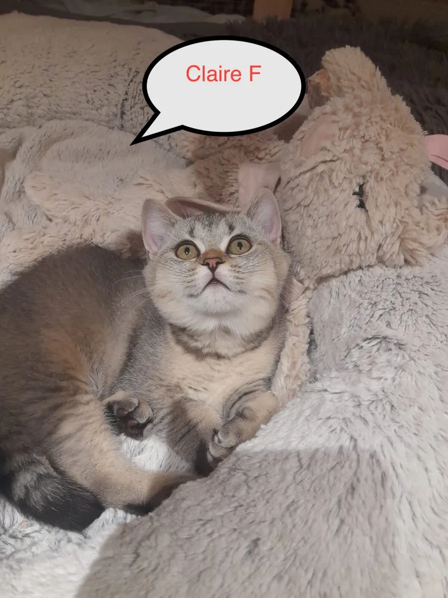 Purebred British Shorthair kittens - Image 4