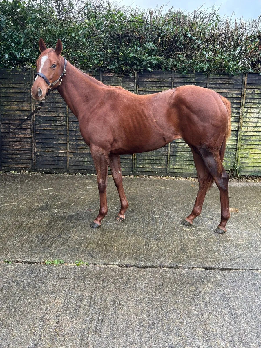 Thoroughbred Yearling Filly - Image 1