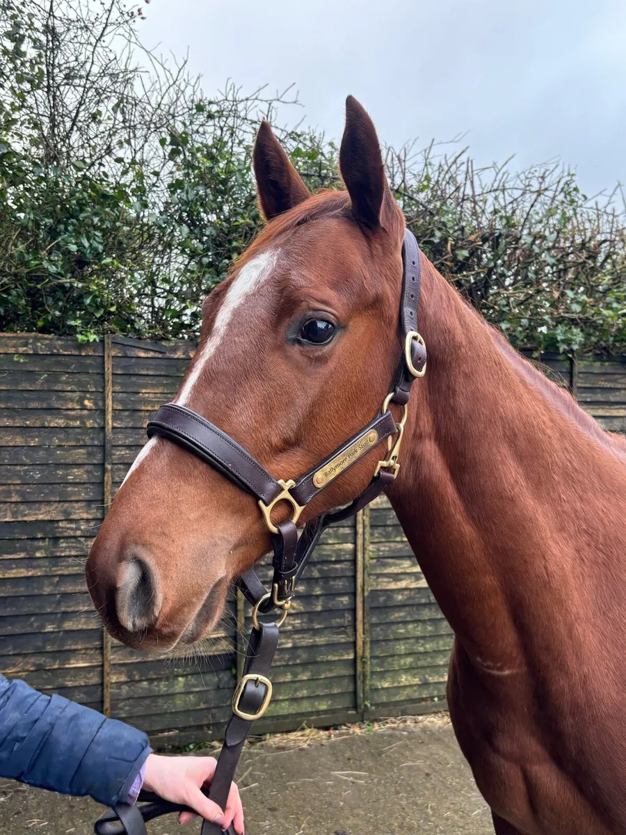 Thoroughbred Yearling Filly - Image 2