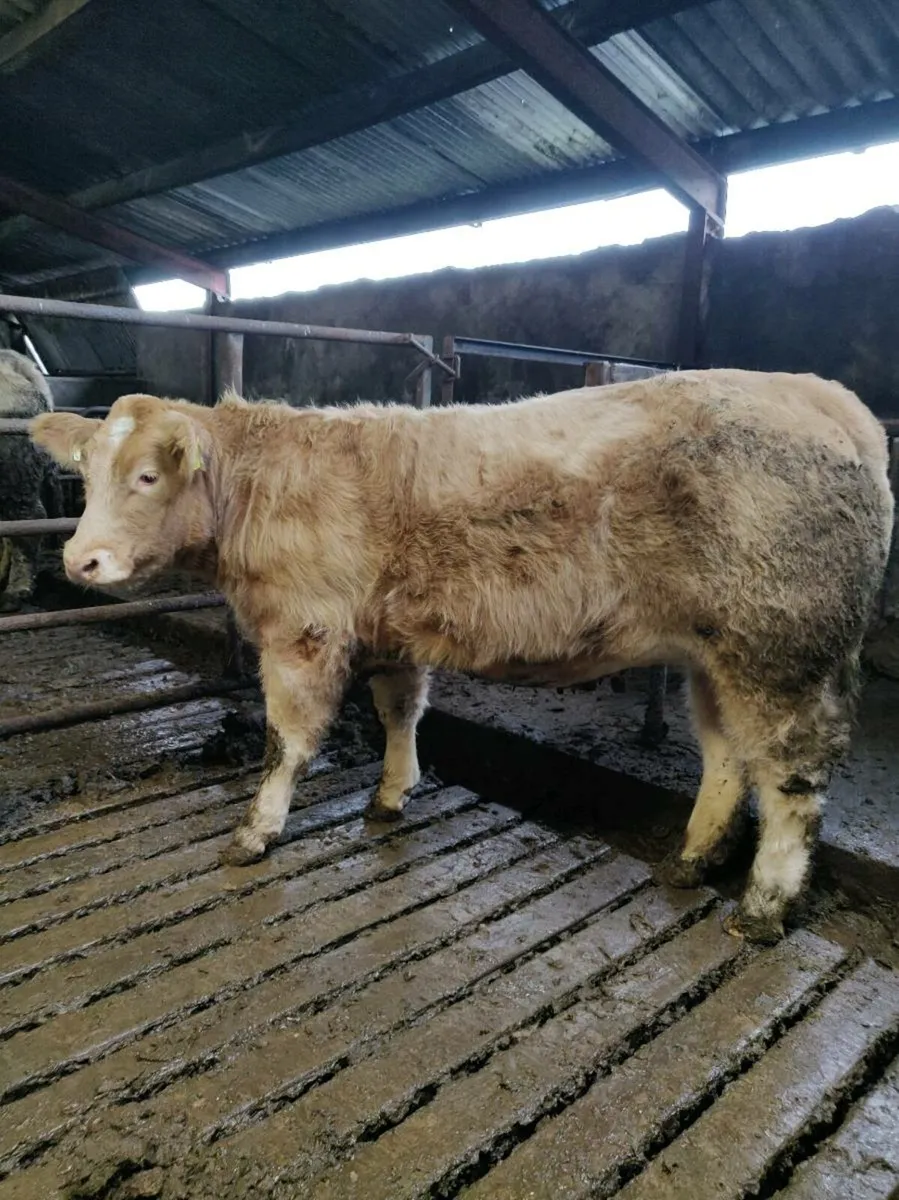 BBX weanling heifer - Image 1