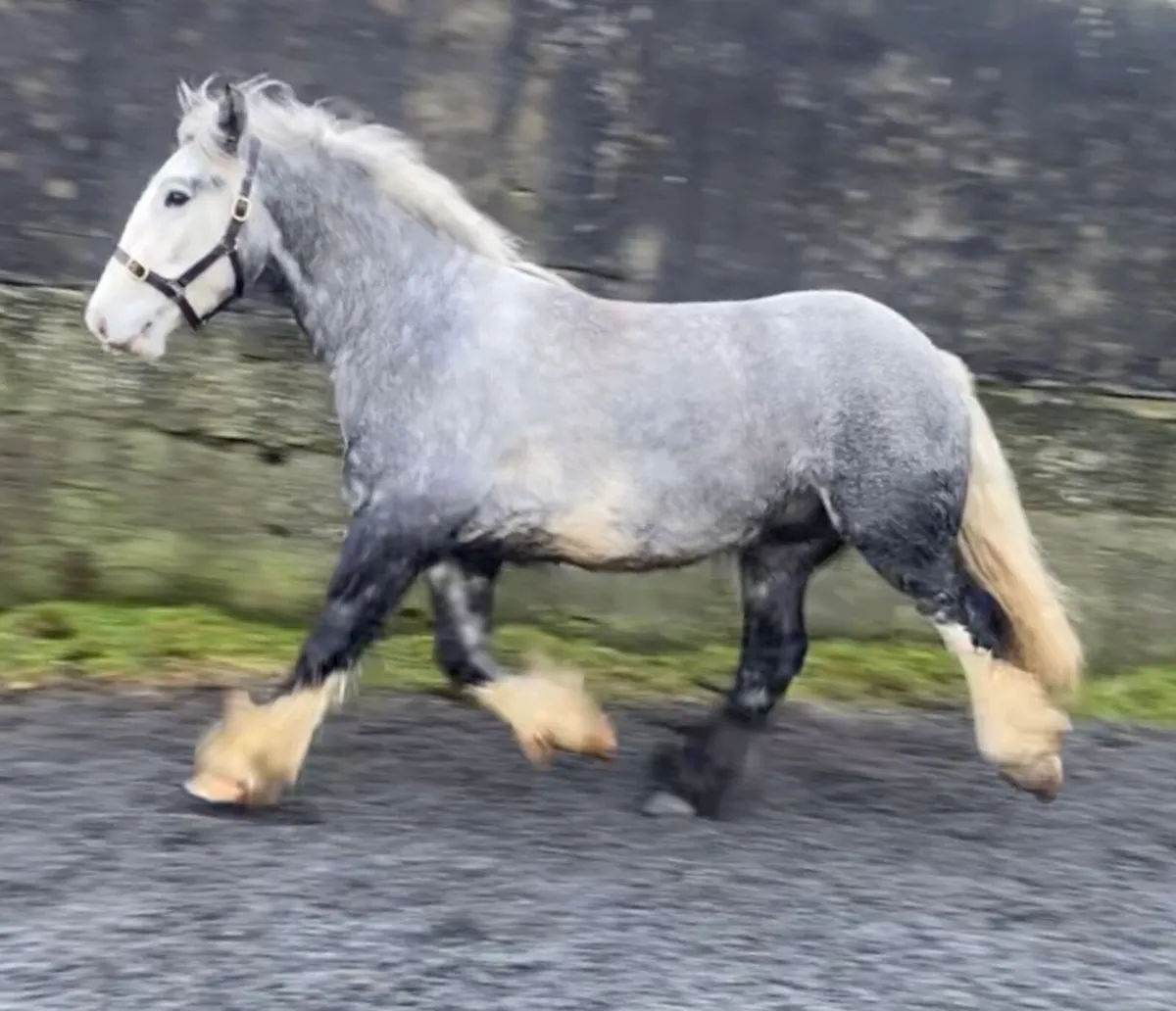 Cracking Cob Gelding - Image 2