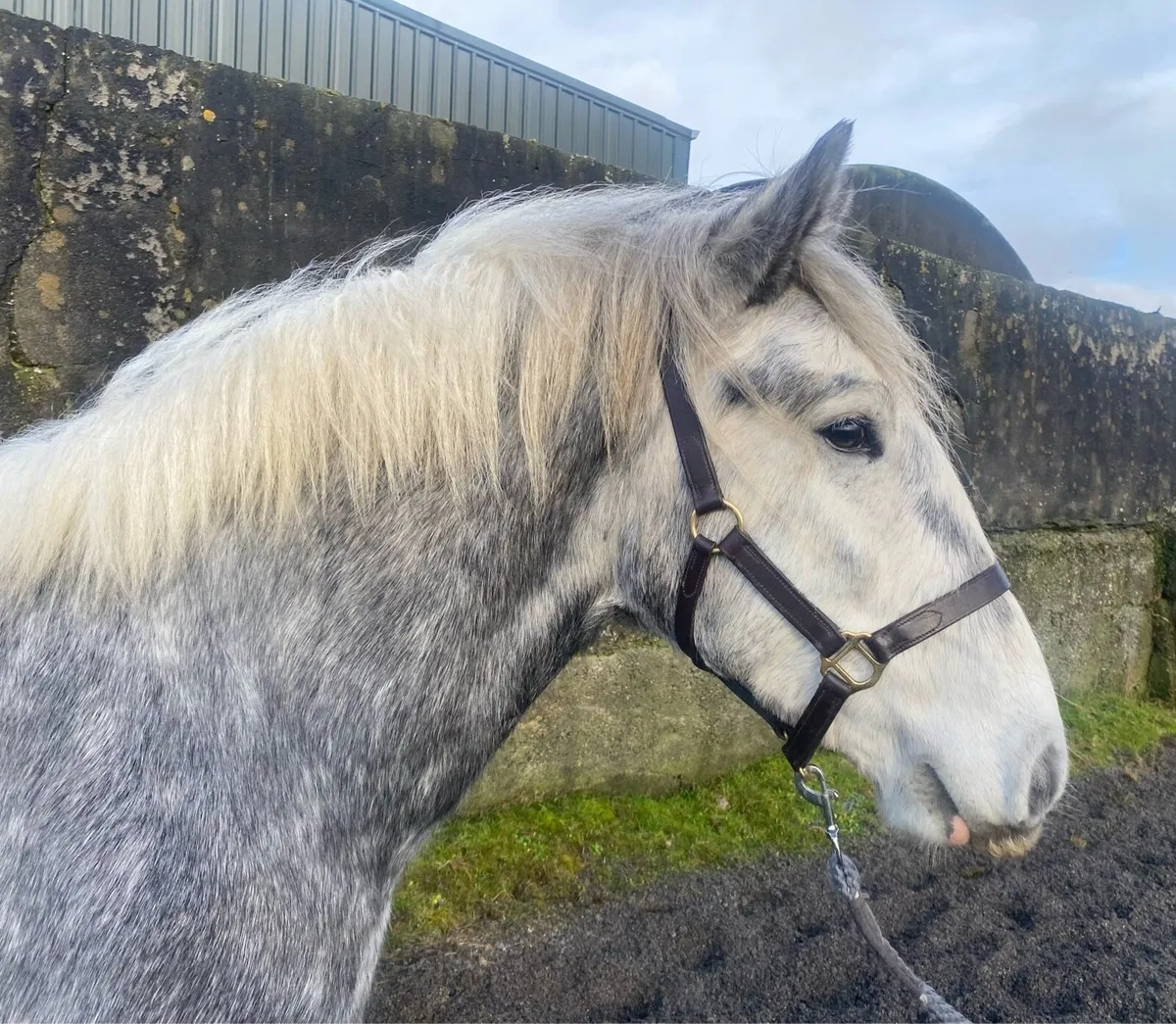 Cracking Cob Gelding - Image 3