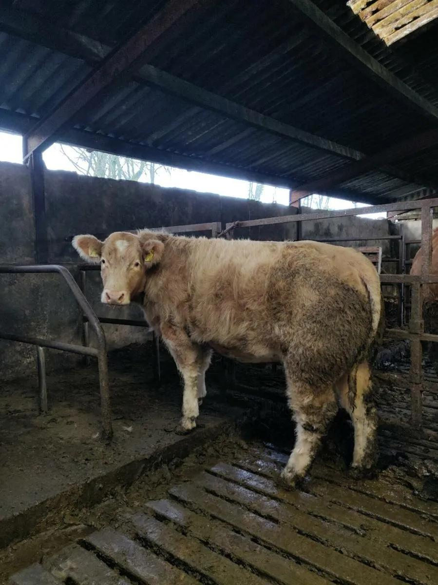 BBX weanling heifer - Image 2
