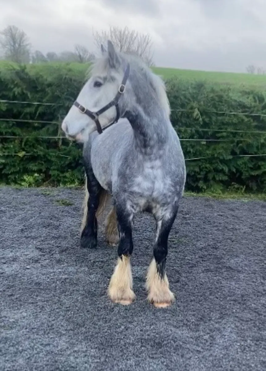 Cracking Cob Gelding - Image 4