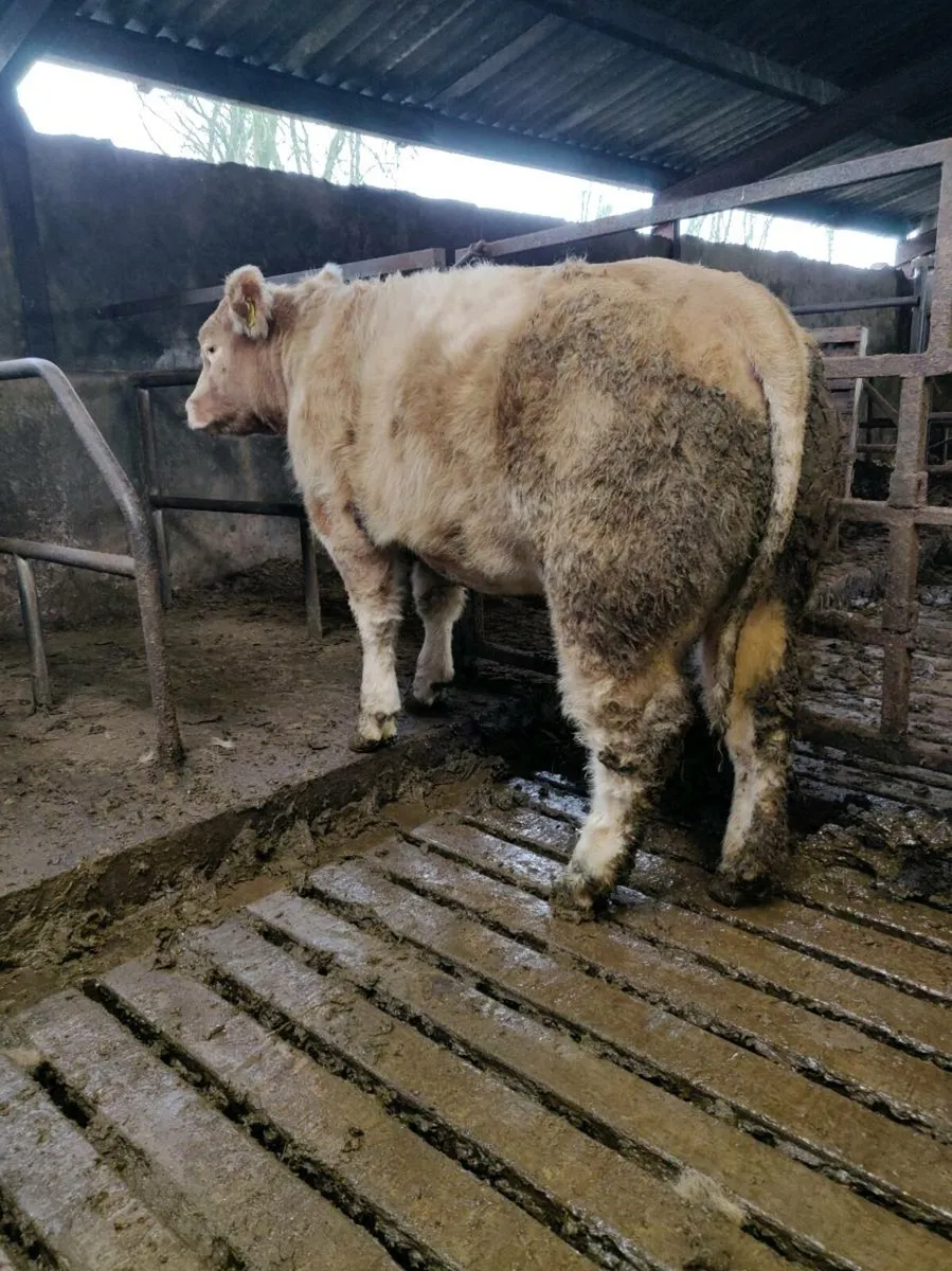 BBX weanling heifer - Image 3