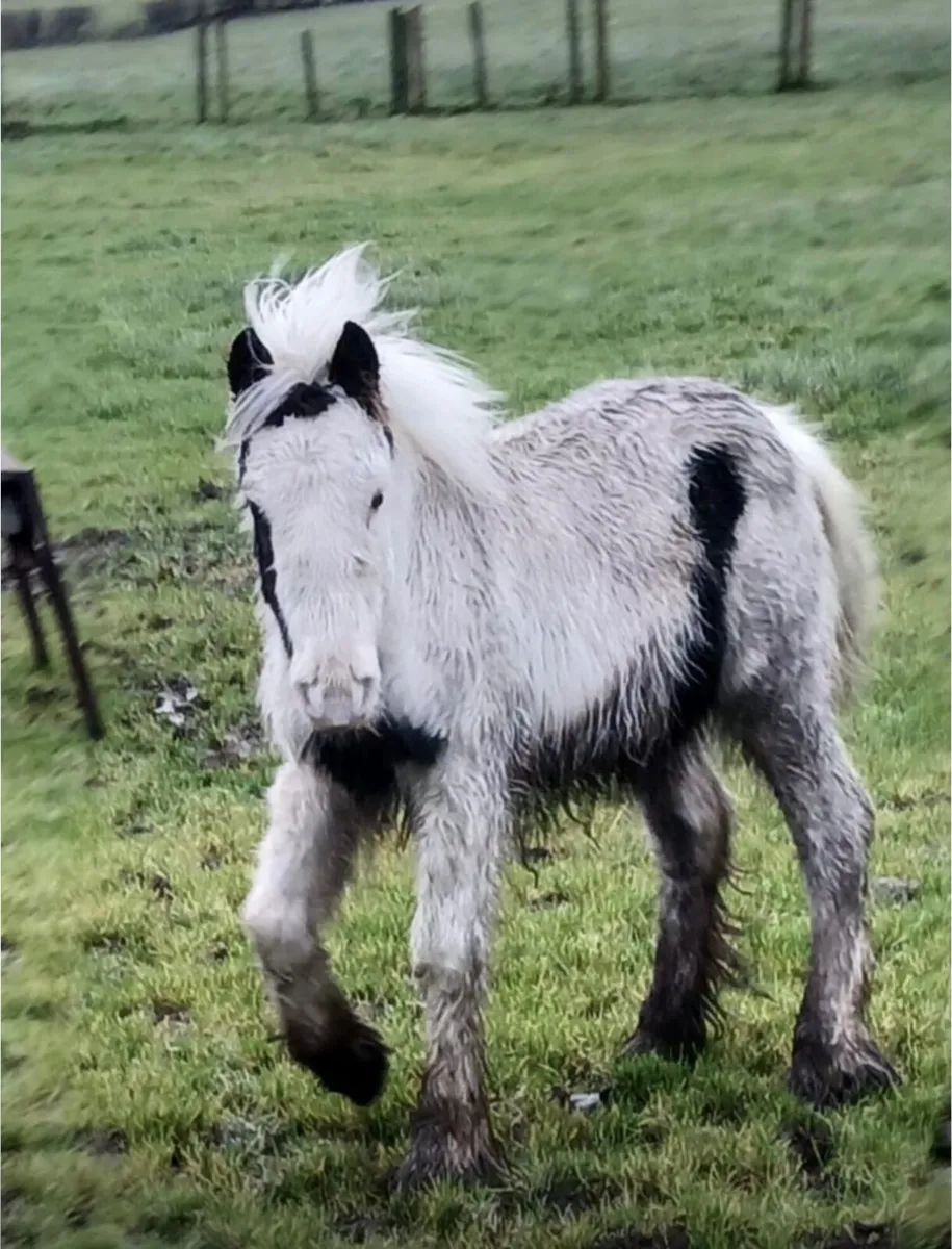 Colt Foal - Image 1