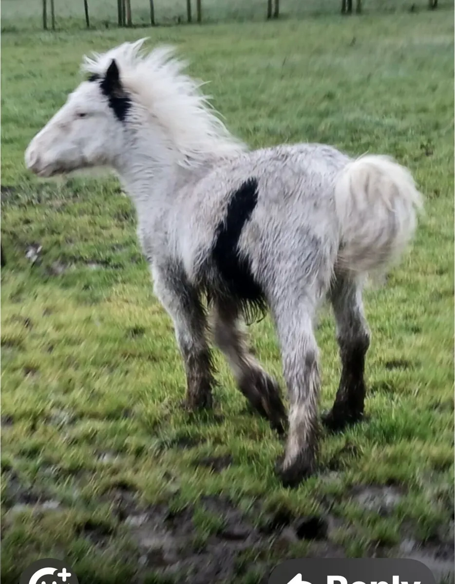 Colt Foal - Image 2