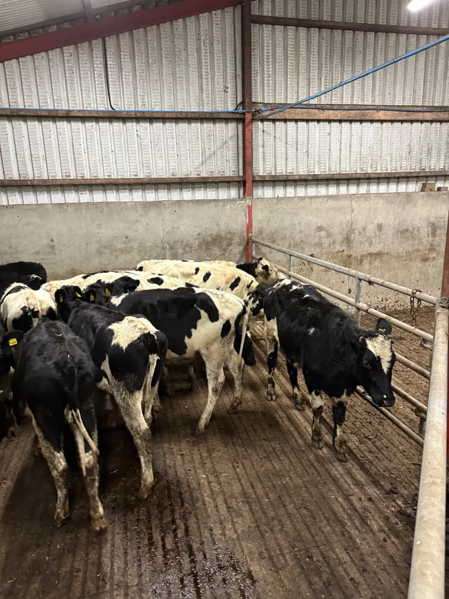 Friesian heifers - Image 3