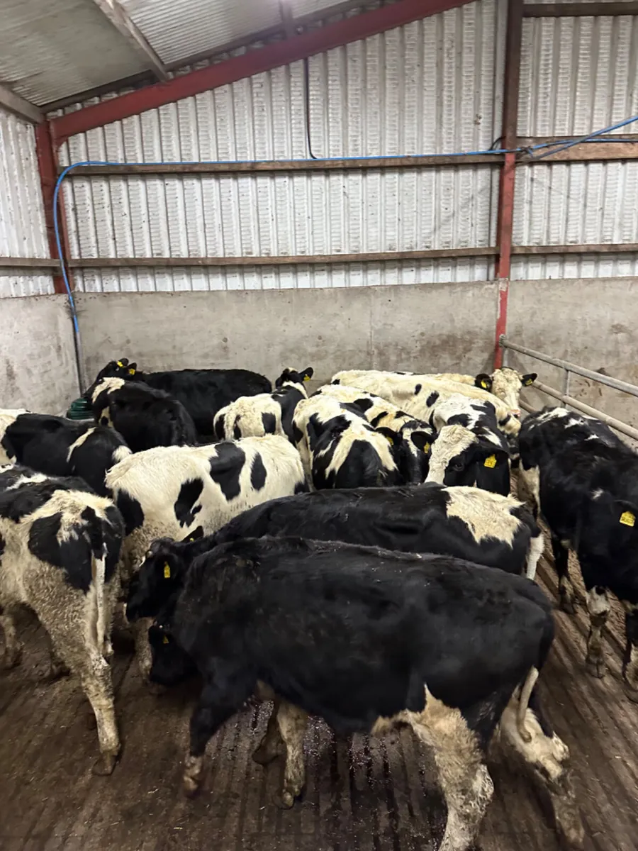 Friesian heifers - Image 2