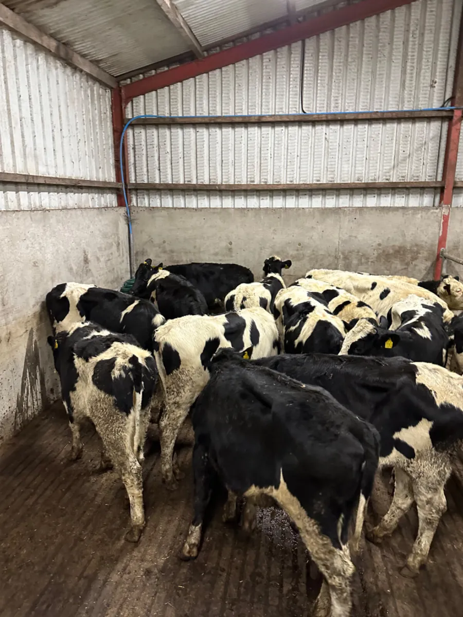 Friesian heifers - Image 1