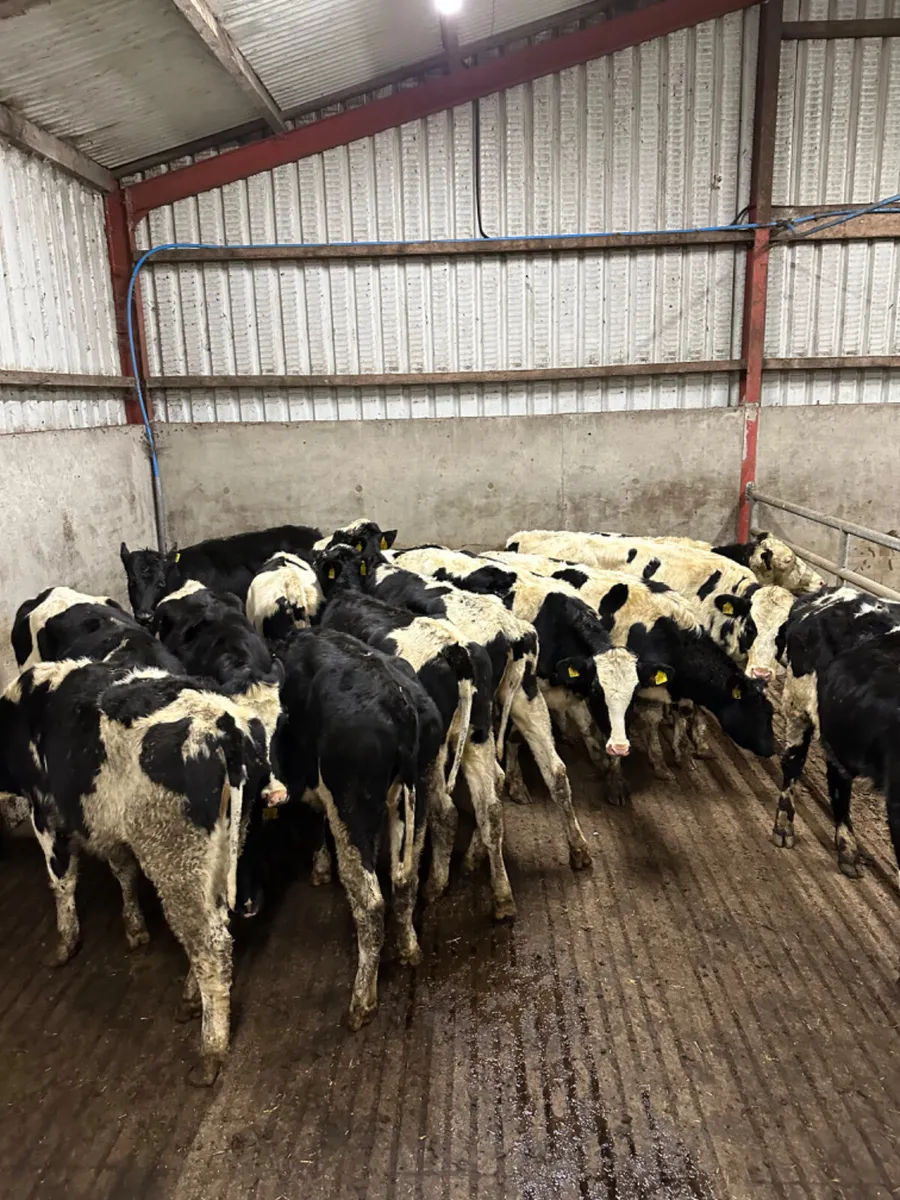 Friesian heifers - Image 4