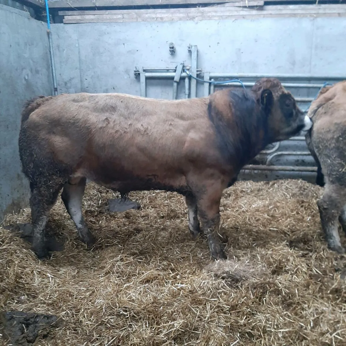 Parthenaise stock bull - Image 2