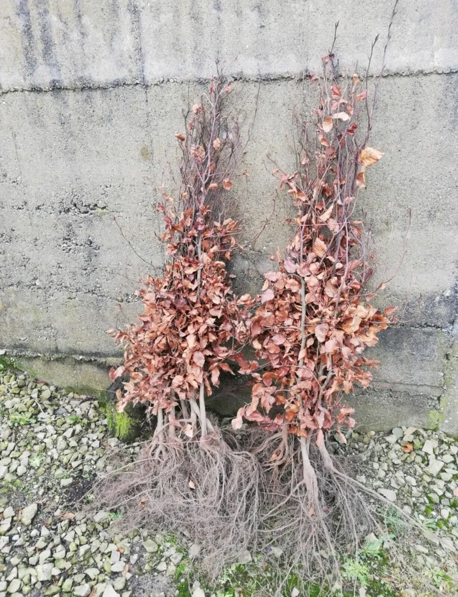 Copper Beech Hedging - Image 2