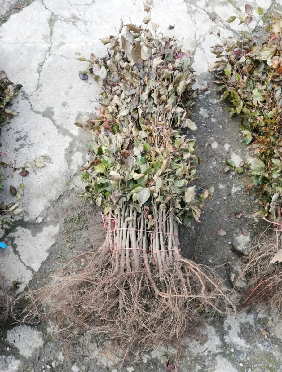 Copper Beech Hedging - Image 3