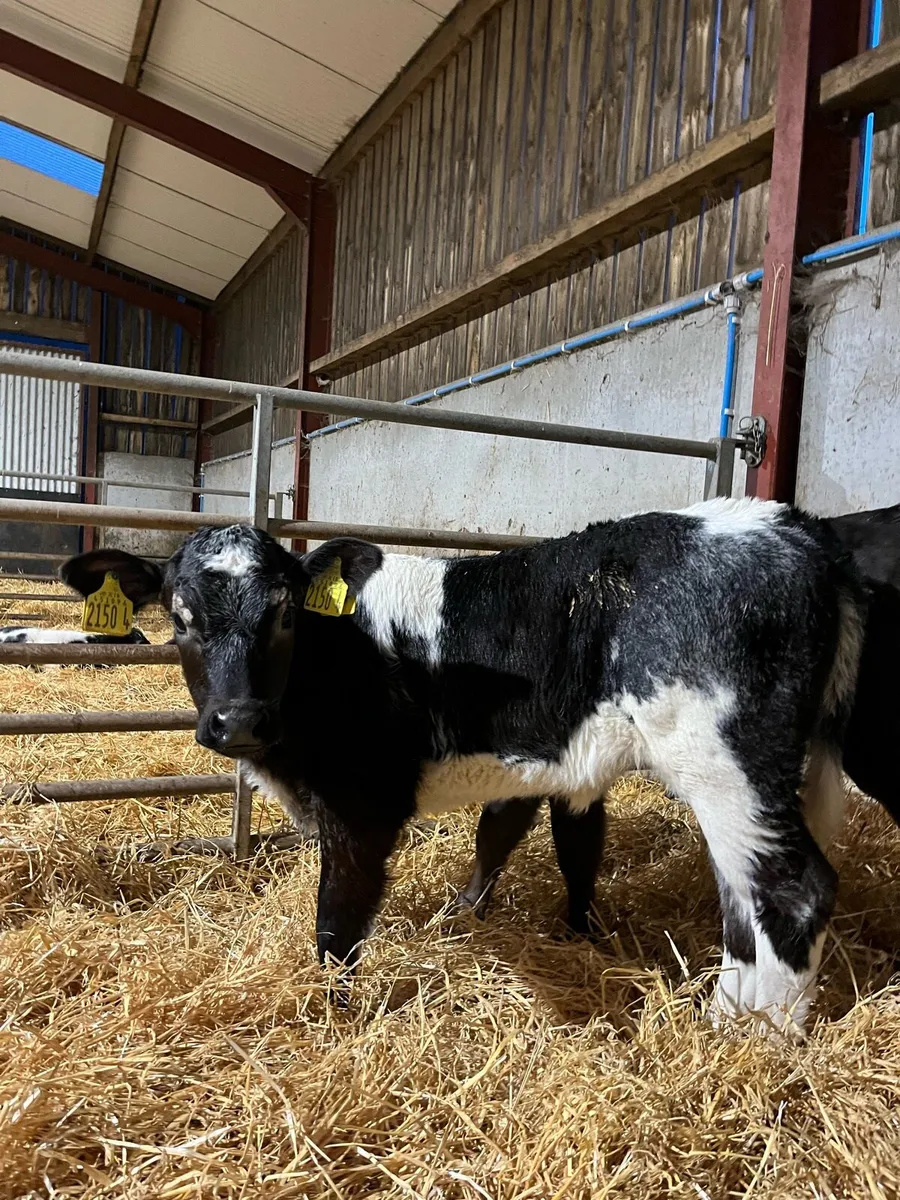 2 Smashing Blue Heifers - Image 1