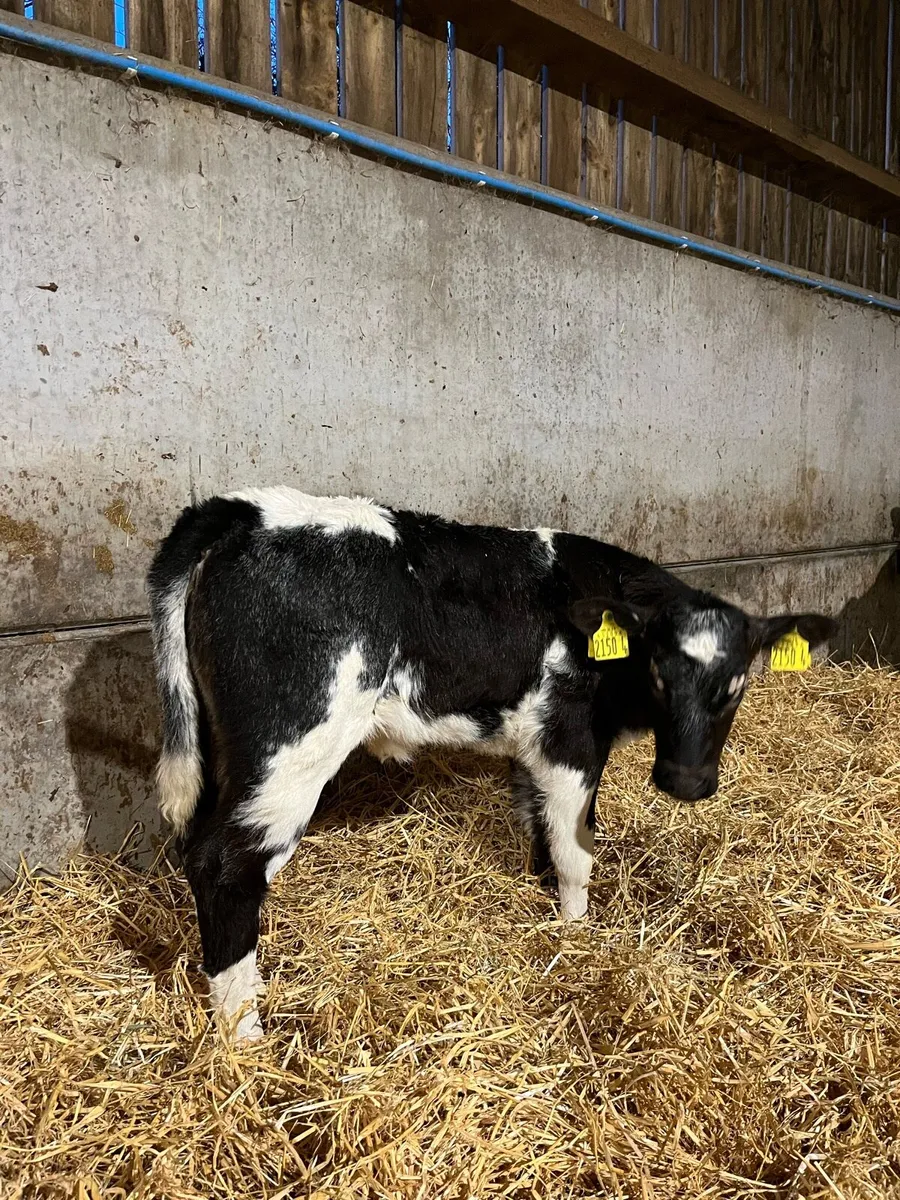 2 Smashing Blue Heifers - Image 2