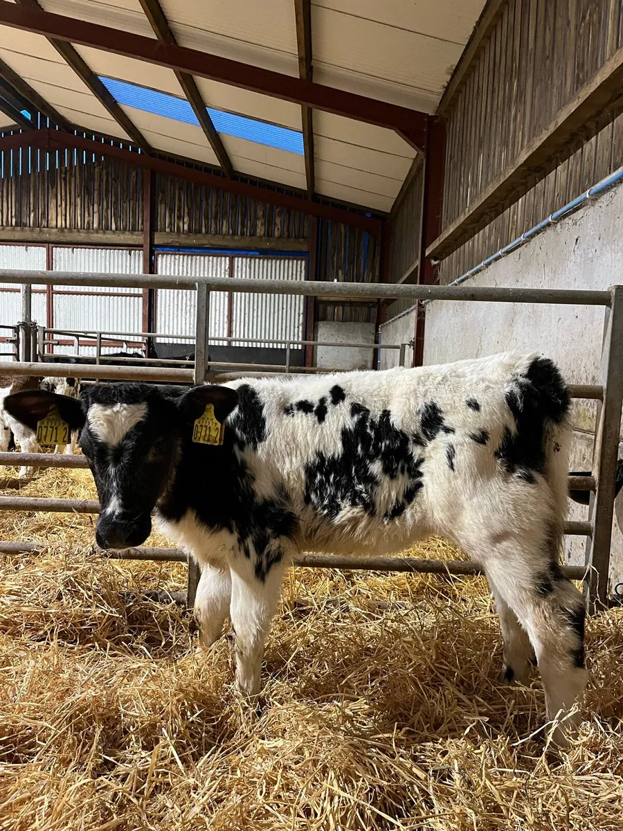 2 Smashing Blue Heifers - Image 3