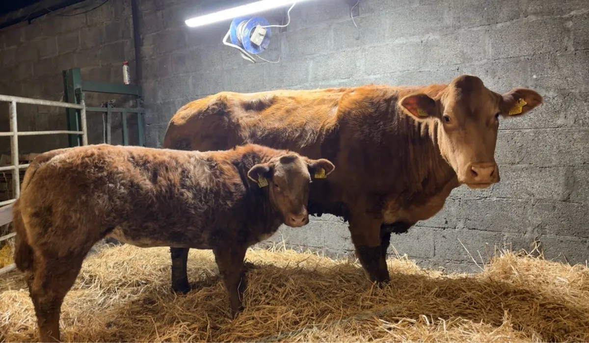 💥Ballinasloe mart Saturday 13th Dec💥 - Image 1