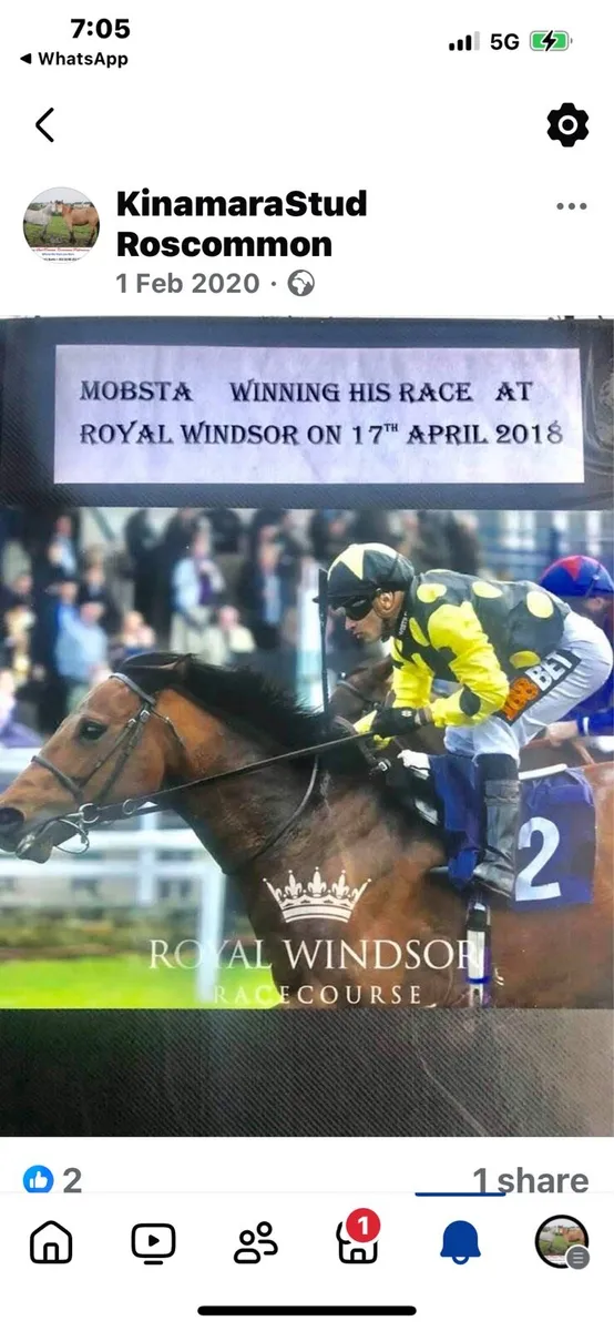 At Stud MOBSTA TB Bay Stallion - Image 1