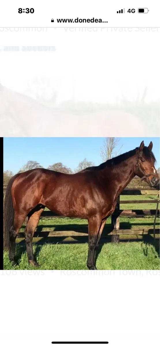 At Stud MOBSTA TB Bay Stallion - Image 2