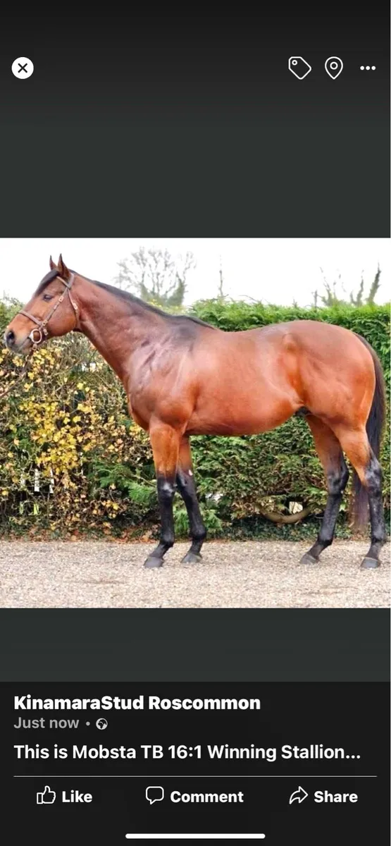 At Stud MOBSTA TB Bay Stallion - Image 4