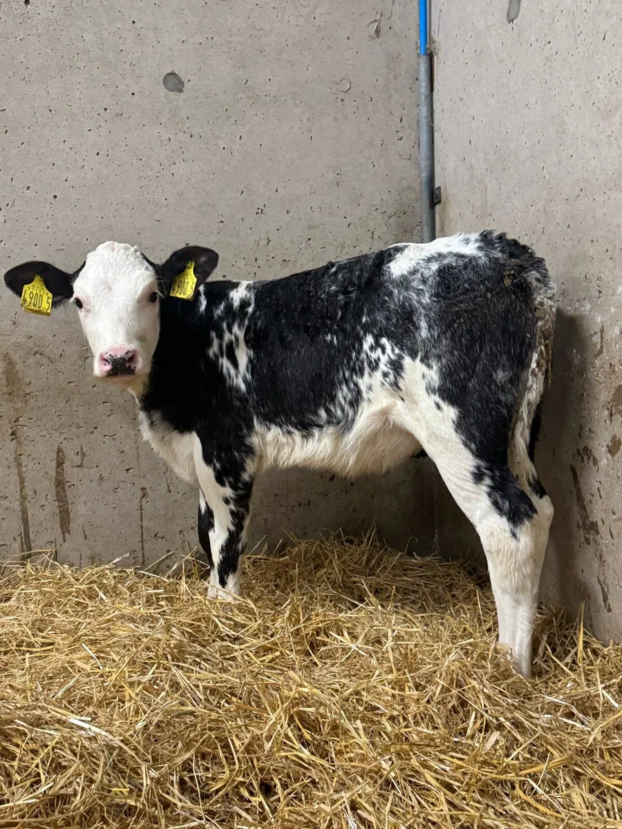 Belgian Blue Heifers - Image 1
