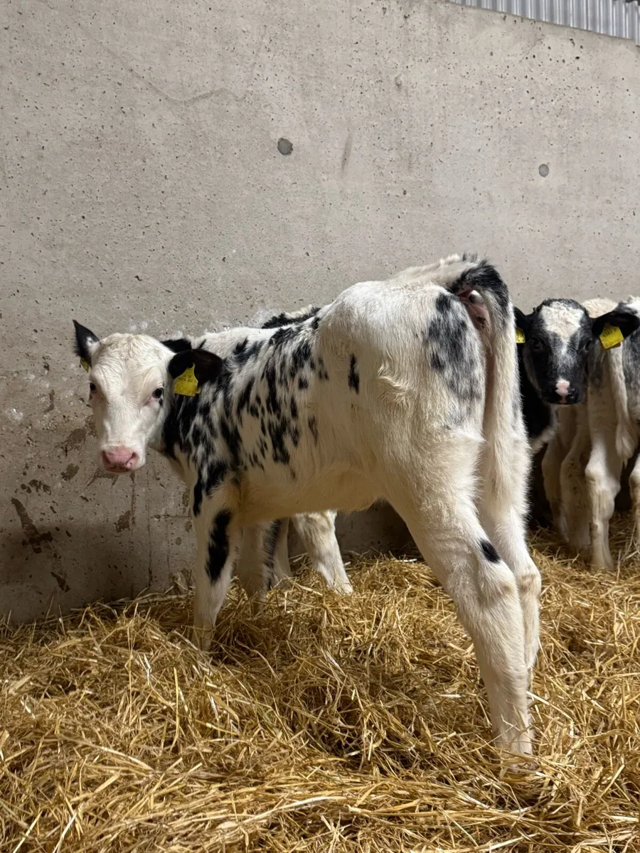 Belgian Blue Heifers - Image 2