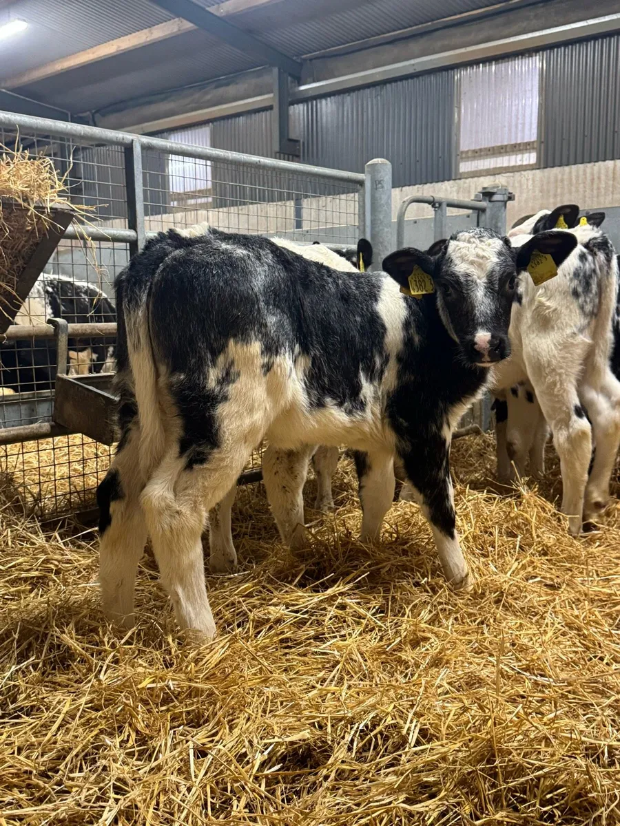 Belgian Blue Heifers - Image 3