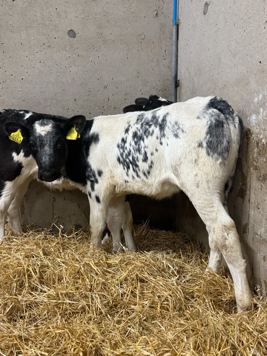 Belgian Blue Heifers - Image 4