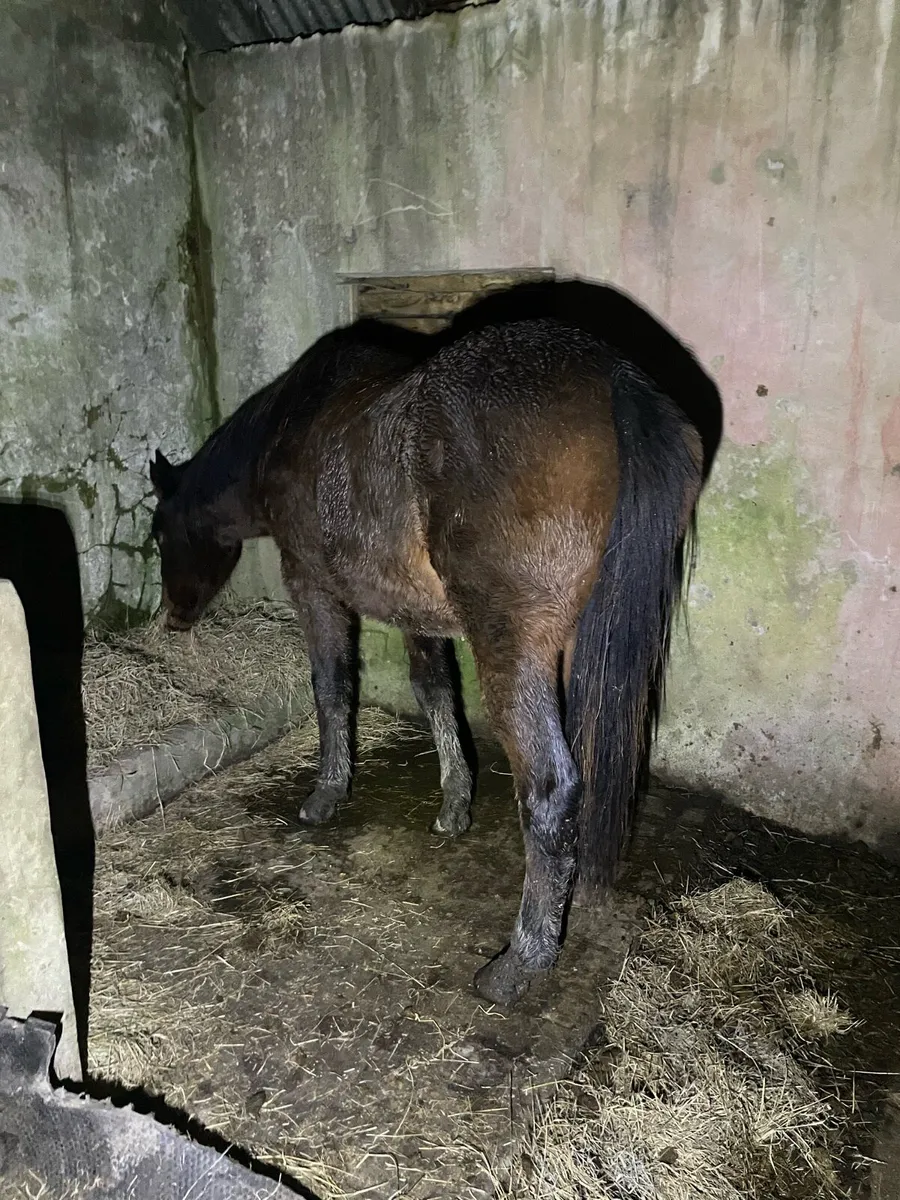 Yearling  draught x tb - Image 3