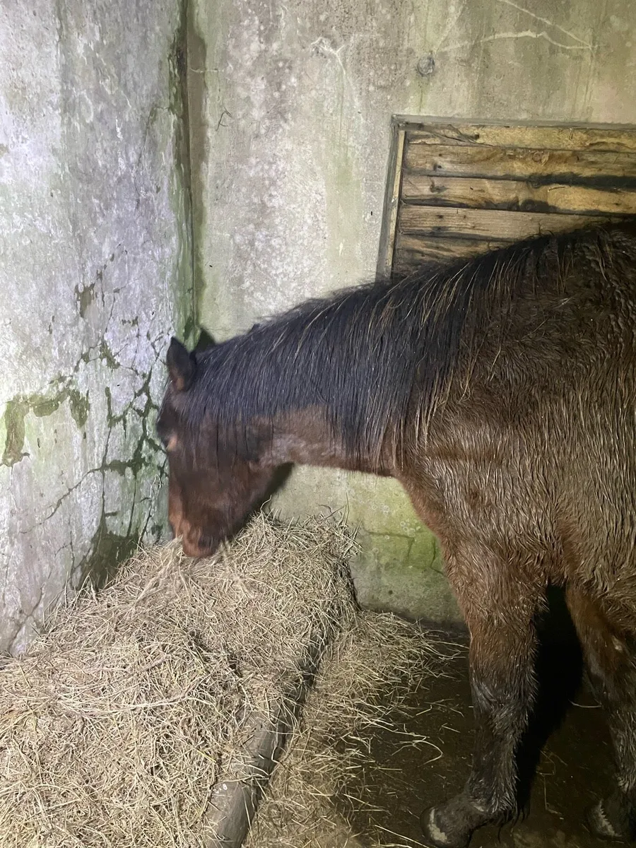Yearling  draught x tb - Image 4
