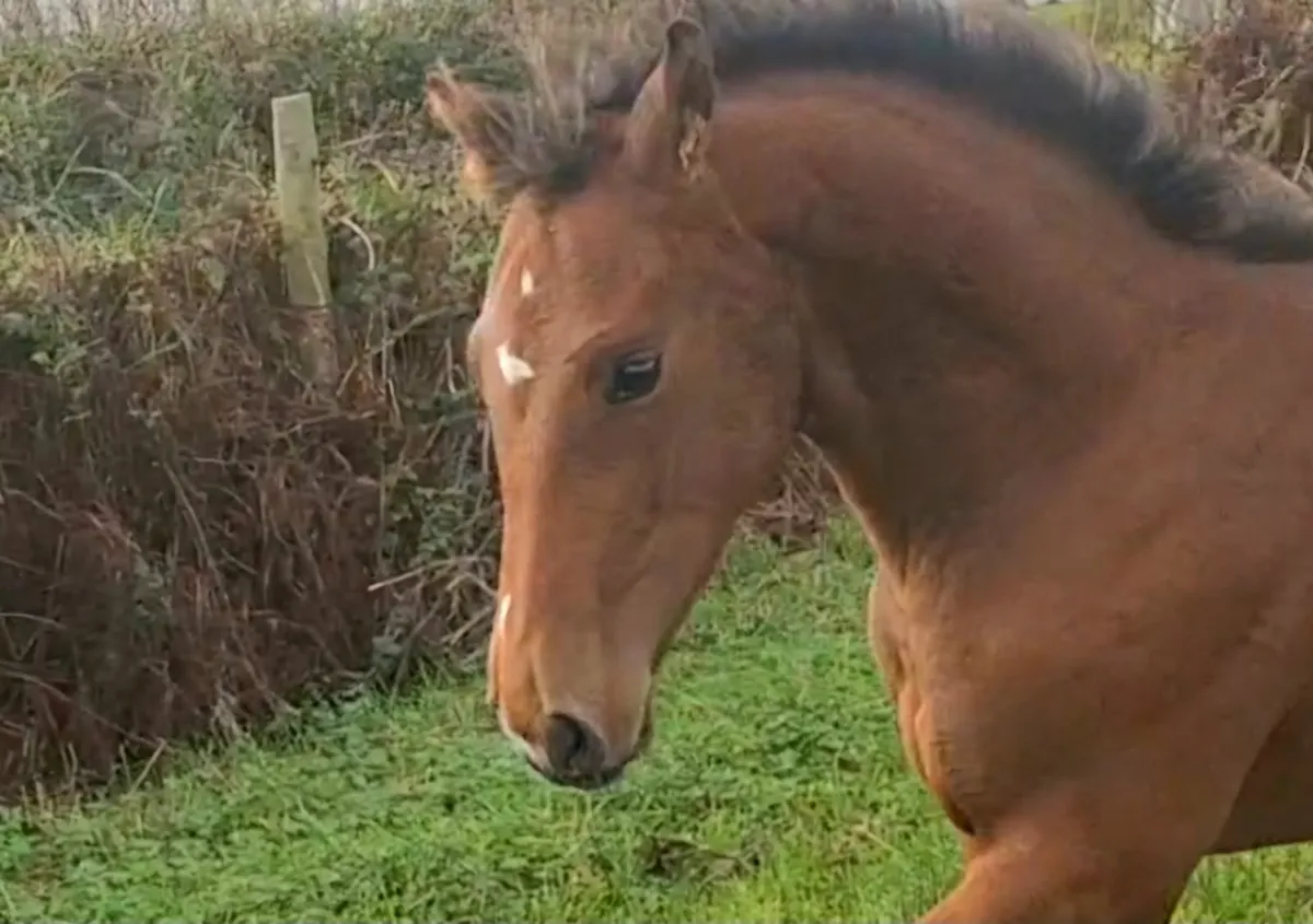 Future Go For Gold Prospect - Image 3