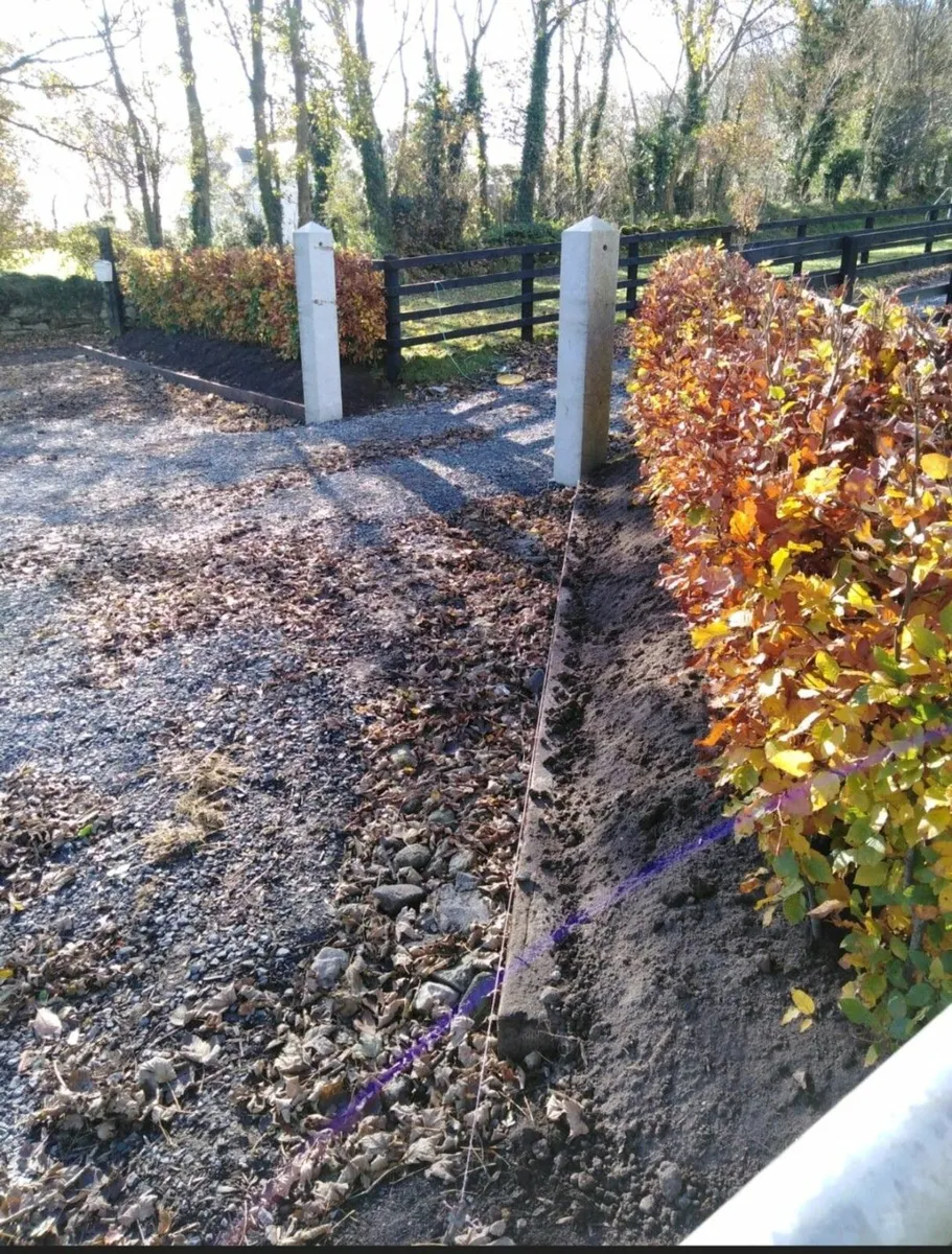 Copper Beech Hedging - Image 4