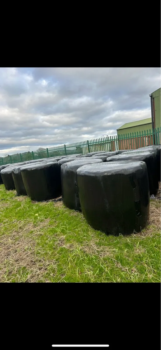 Bales of silage