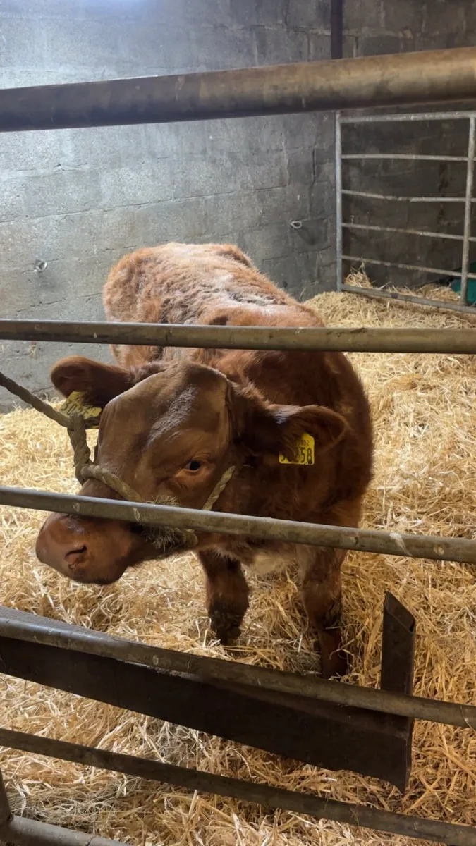 💥Ballinasloe mart Saturday 13th Dec💥 - Image 2