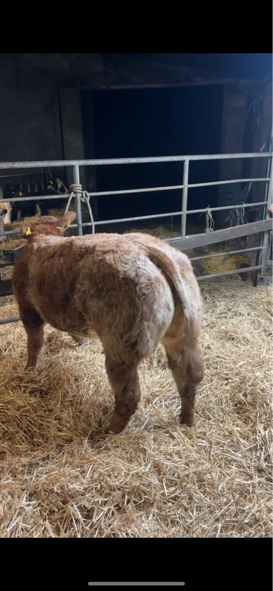 💥Ballinasloe mart Saturday 13th Dec💥 - Image 3