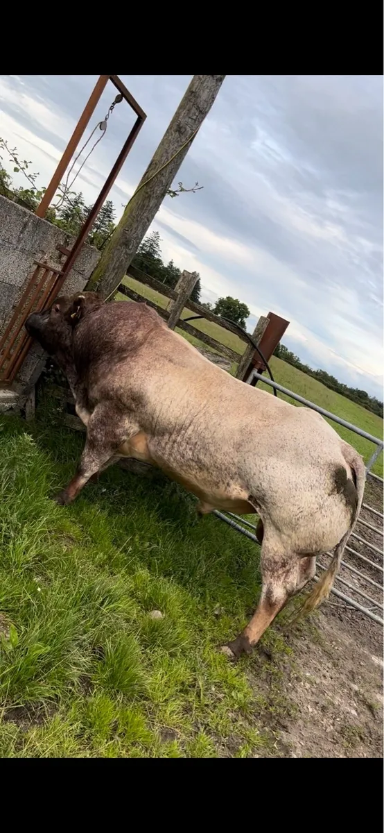 💥Ballinasloe mart Saturday 13th Dec💥 - Image 4