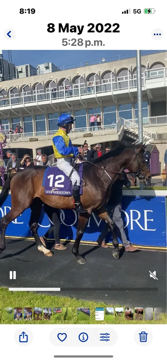 At Stud Forbidden Planet TB Stallion - Image 1