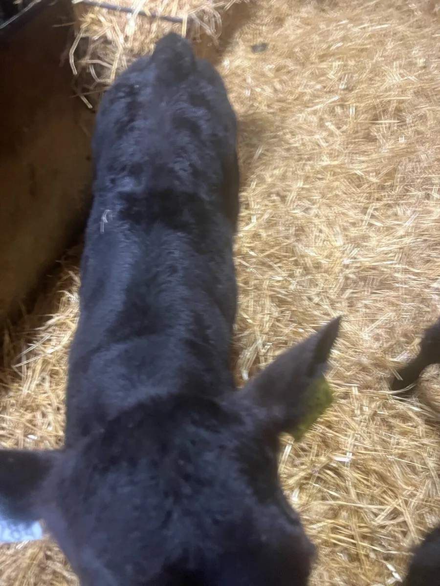 Christmas Crackers - Image 1