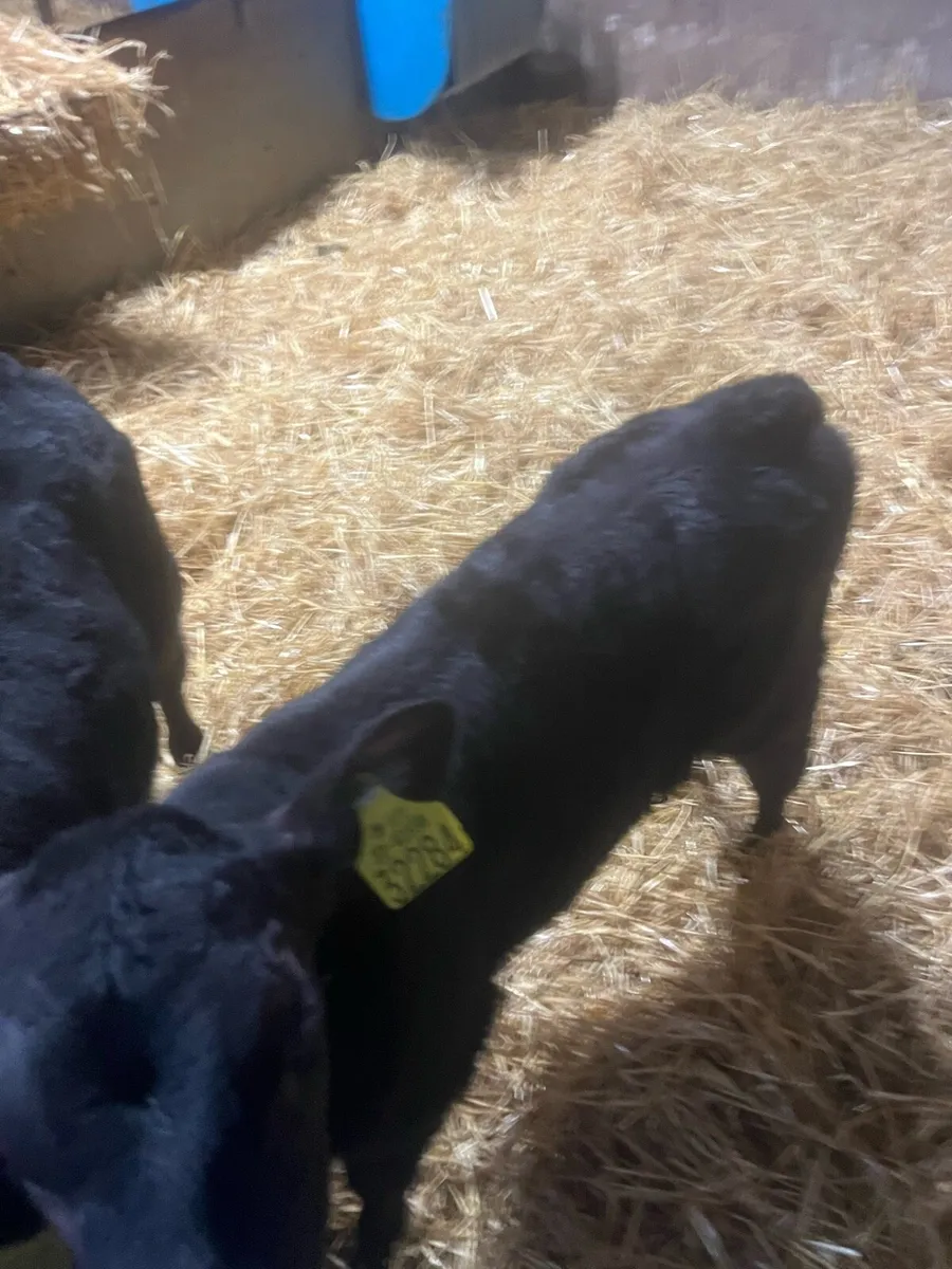 Christmas Crackers - Image 2