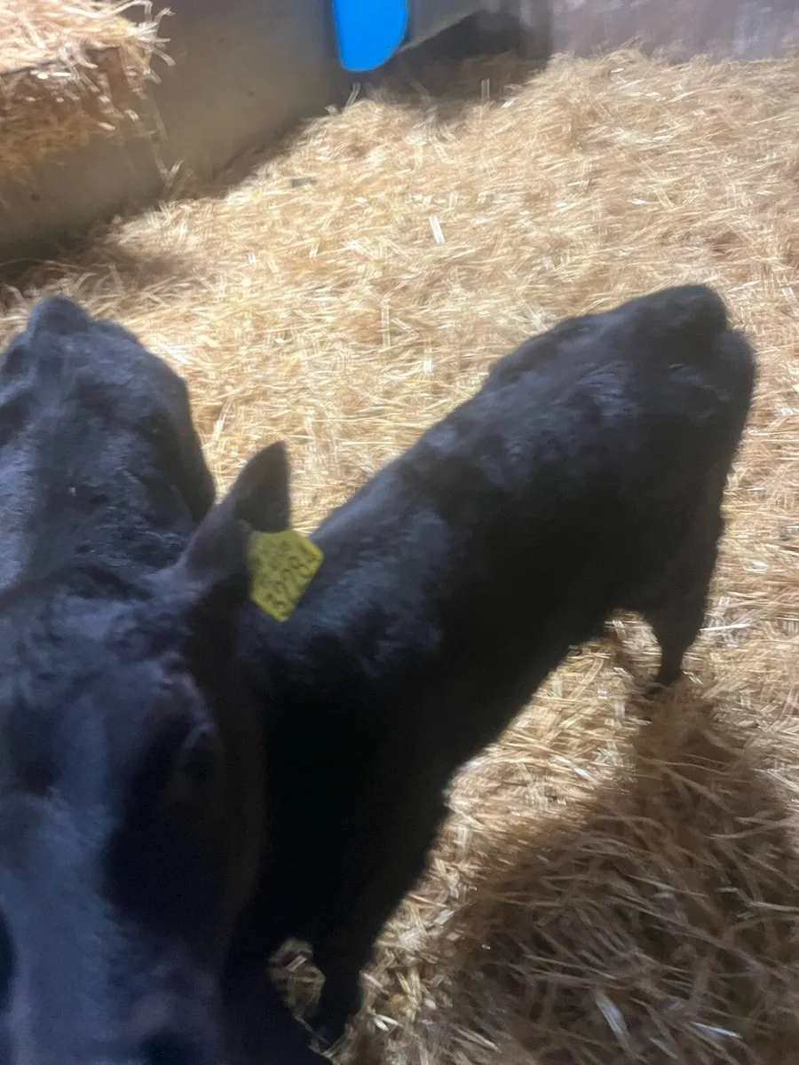 Christmas Crackers - Image 3