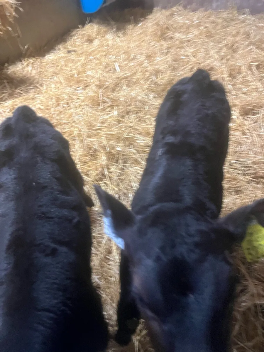 Christmas Crackers - Image 4